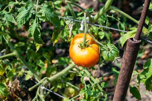 One ripe tomato on bush in garden in sunny day — Stock Photo, Image