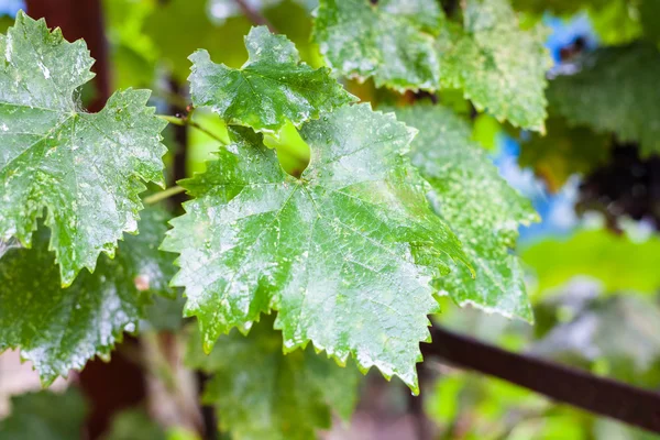 Våt grön druva blad i regnet — Stockfoto