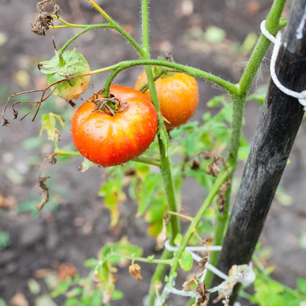 Tomatoes on pole in vegetable garden after rain — Stock Photo, Image