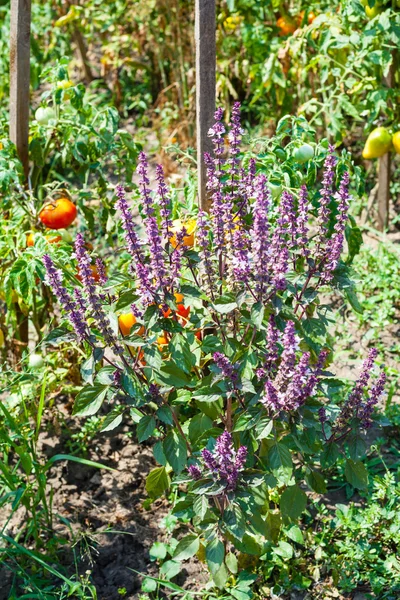 Basilikumkraut und Tomatenstrauch im Garten bei sonnigem Tag — Stockfoto