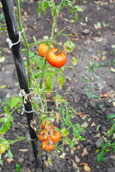 Bush with tomatoes on pole in garden after rain — Stock Photo, Image