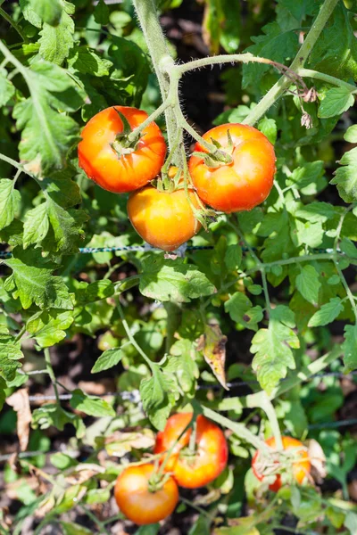 Ripe tomatoes on bush in garden in sunny day — Stock Photo, Image