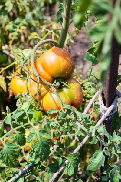 Big tomato on bush in garden in sunny summer day — Stock Photo, Image