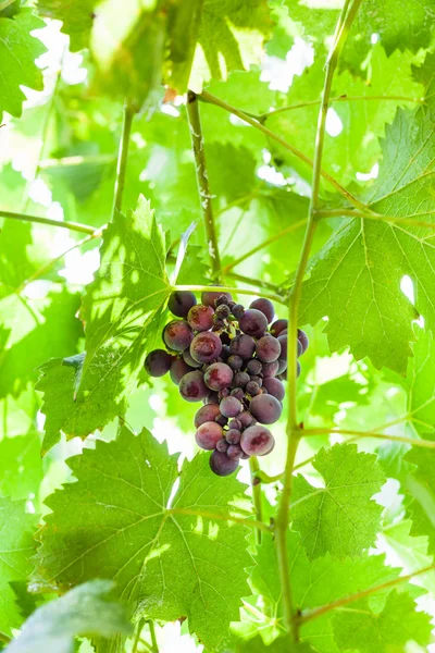 Cluster of ripe dark red grapes on vine — Stock Photo, Image