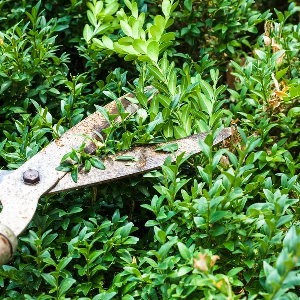 Buchsbaumbüsche mit der Gartenschere schneiden — Stockfoto