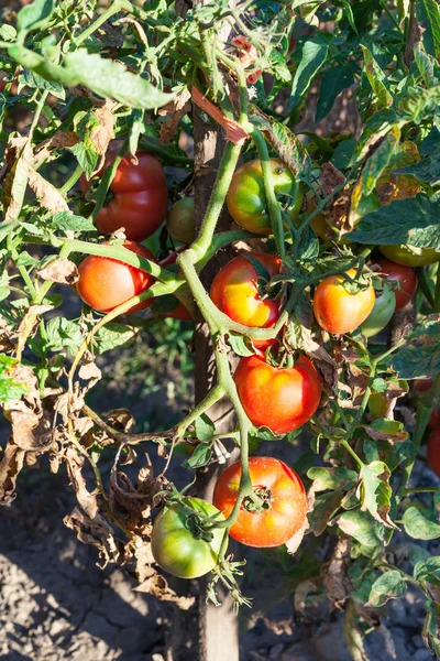 Bush tomatoes on pole in garden illiminated by sun — Stock Photo, Image
