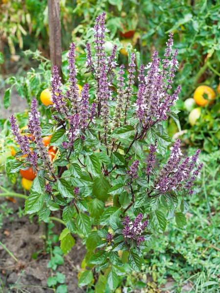 Basil herb and tomato bushes in garden in rain — Stock Photo, Image