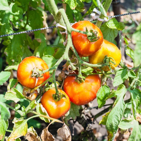 Red tomatoes on bush in garden in sunny day — Stock Photo, Image