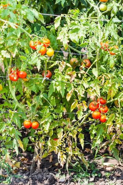 番茄灌木与成熟的红色果子在庭院 — 图库照片