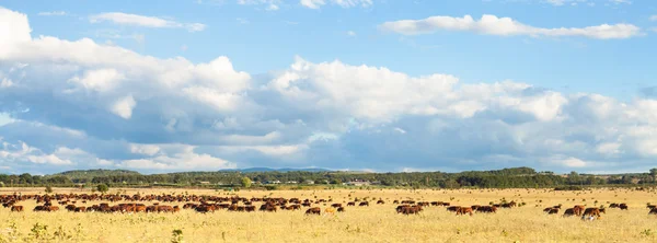 Manada de vacas pastando em pasto sob céu azul — Fotografia de Stock