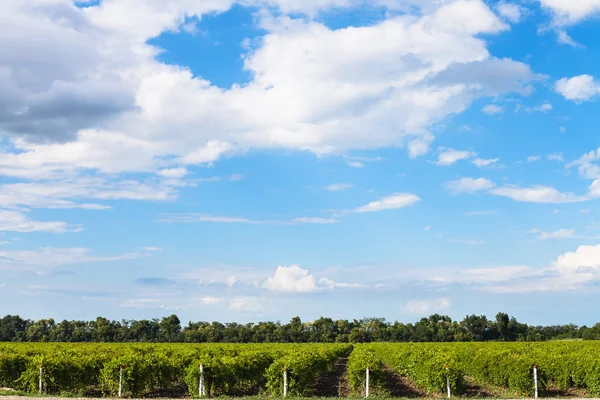 Blauer Himmel mit weißen Wolken über den Weinbergen, Taman — Stockfoto