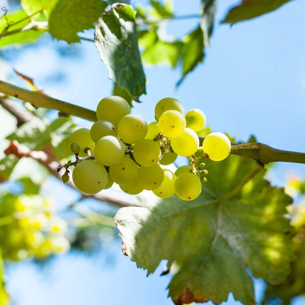 Пучок зеленого винограда на виноградной лозе — стоковое фото