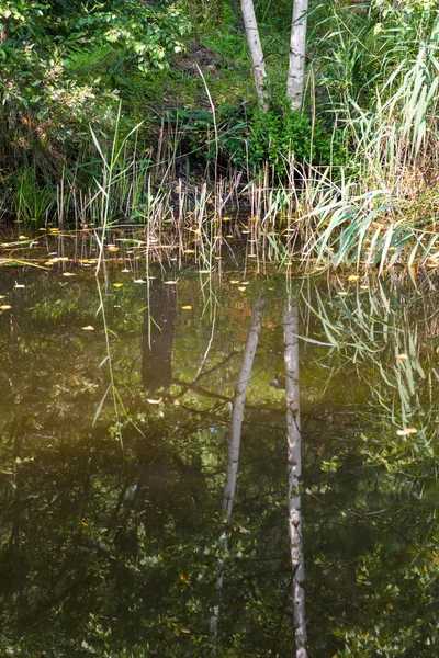 Waterkant van bos vijver en reflectie van bomen — Stockfoto