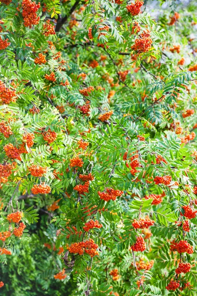 Cachos de rowan na árvore verde — Fotografia de Stock