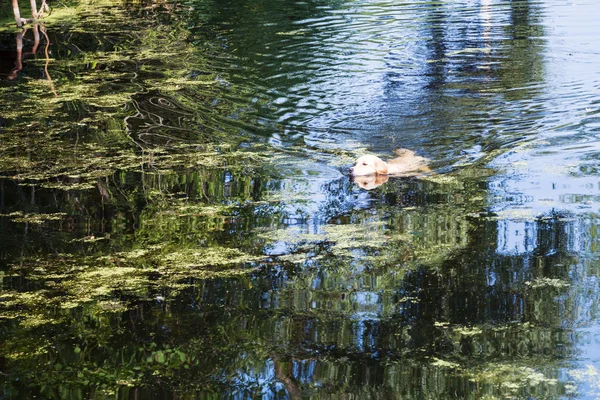 Labrador retriever pies pływa w lesie staw — Zdjęcie stockowe