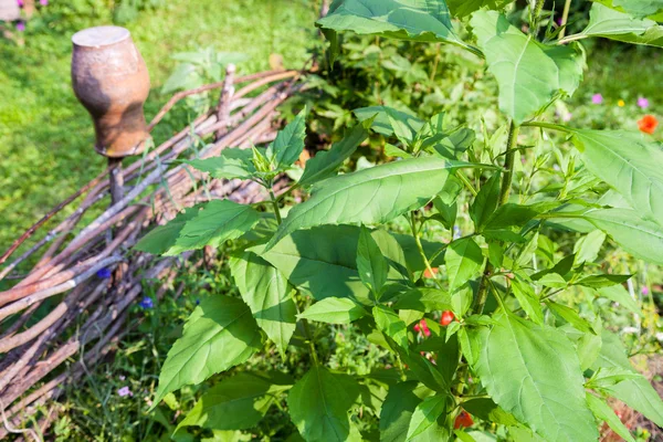 Zonnebloem plant voor lel hek — Stockfoto