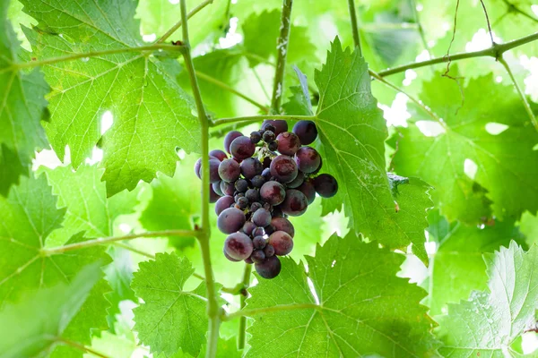 Bunch of ripe dark red grapes in green foliage — Stock Photo, Image