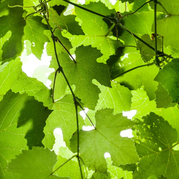 Hojas de uva verde húmedo en viñedo bajo la lluvia — Foto de Stock