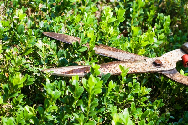 Κλάδεμα θάμνων boxtree από κλαδευτήρια κήπου — Φωτογραφία Αρχείου