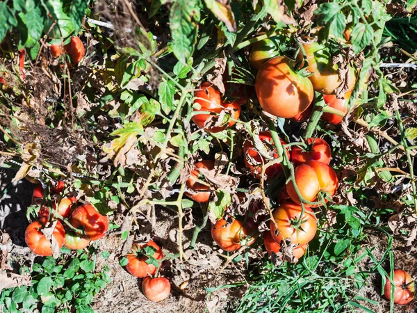 Zralá červená rajčata na dřevěný kůl v zahradě — Stock fotografie