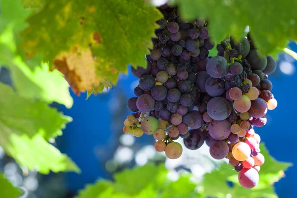 Cluster of dark red grapes on backyard — Stock Photo, Image