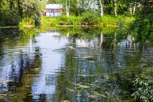 Lagoa verde com cão nadador e reboque de viagem — Fotografia de Stock