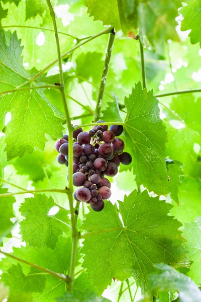 Ripe dark red grapes in green leaves — Stock Photo, Image