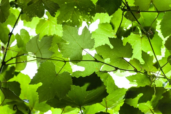 Uva verde húmeda follaje del viñedo en la lluvia — Foto de Stock