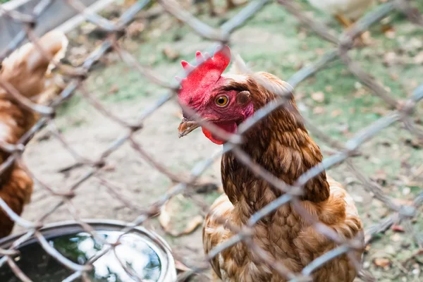 Rote Hühner hautnah im Hühnerstall — Stockfoto