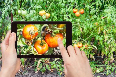 Olgun domates bahçesinde bahçıvan fotoğrafları