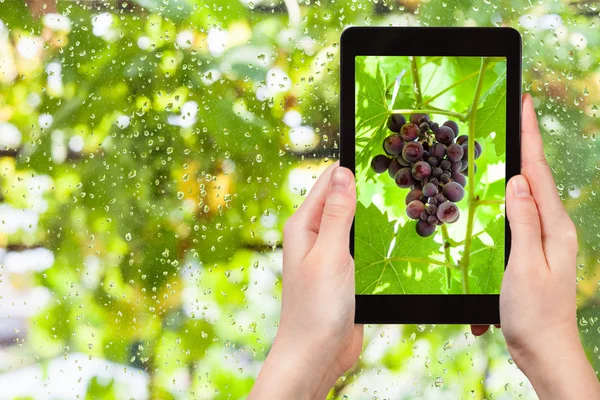 Massa röda druvor på TabletPC — Stockfoto