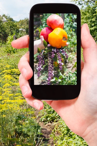 Jordbrukaren fotografier skörd av tomater i trädgården — Stockfoto
