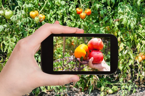 La recogida de los tomates en el jardín por teléfono inteligente — Foto de Stock