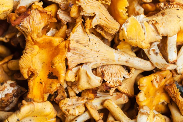 Lot of fresh cut chanterelle mushrooms — Stock Photo, Image