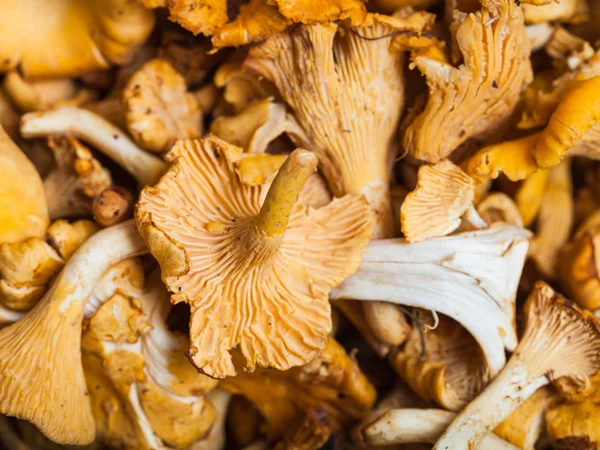 Lot of fresh cut chanterelle fungus close up — Stock Photo, Image