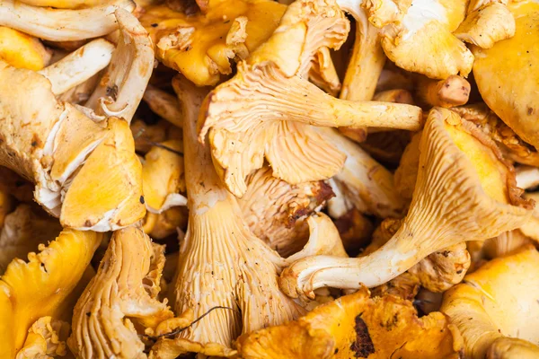 Many fresh cut chanterelle fungus close up — Stock Photo, Image