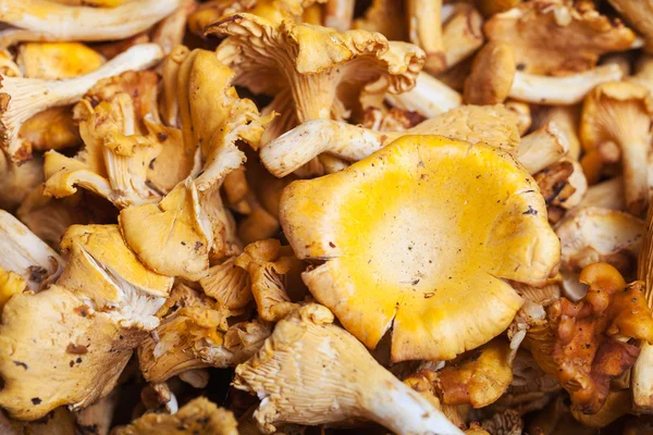 Many fresh cut chanterelle mushrooms — Stock Photo, Image