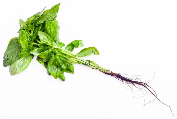 Sekelompok basil hijau dipotong segar herb pada putih — Stok Foto