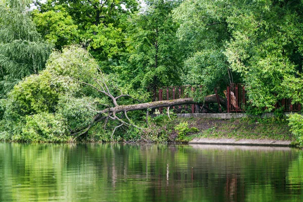 Fallen tree in pond after strong wind — Stock Photo, Image