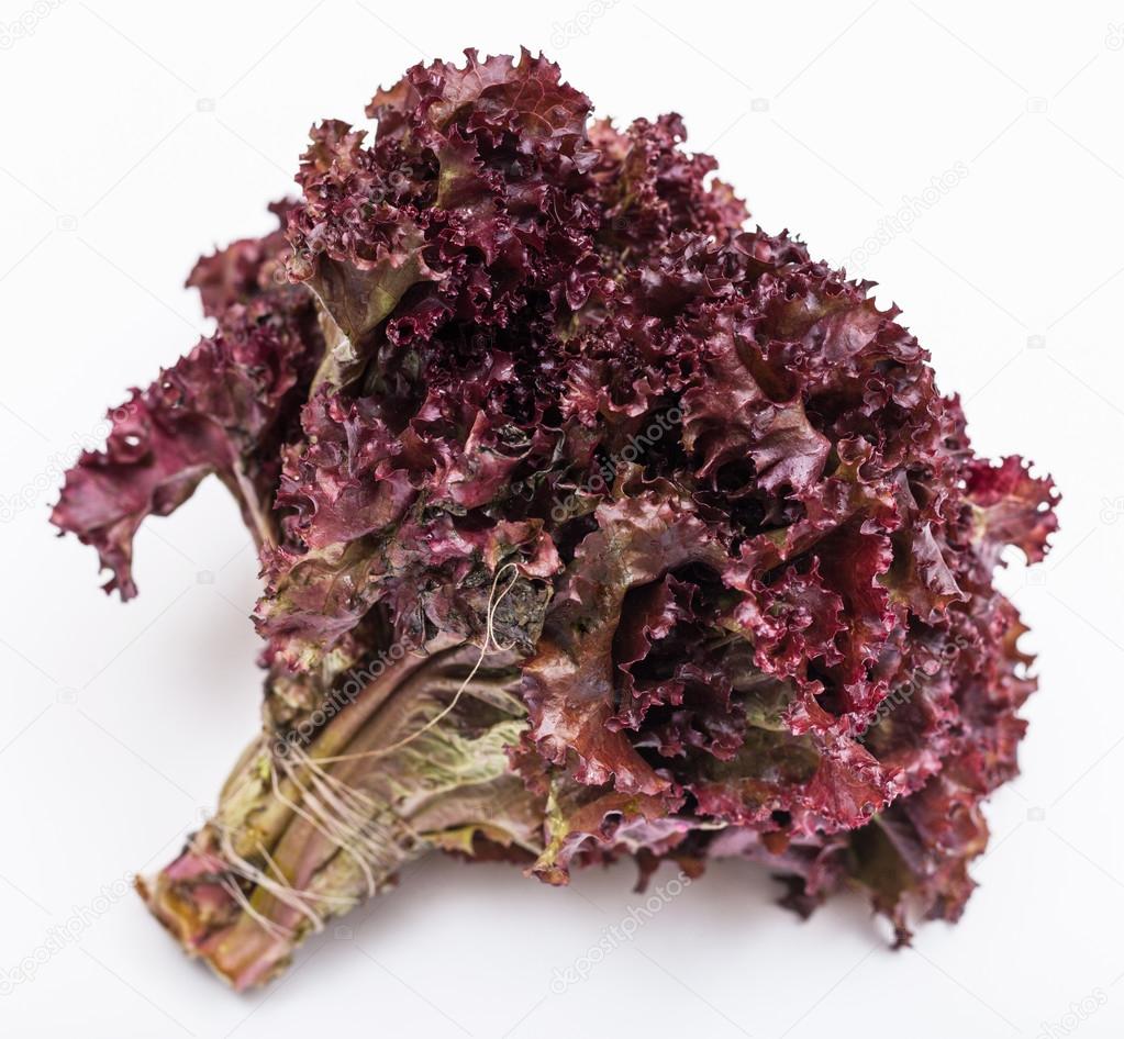 lollo rosso sallad