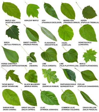 green leaves of trees and shrubs with names clipart