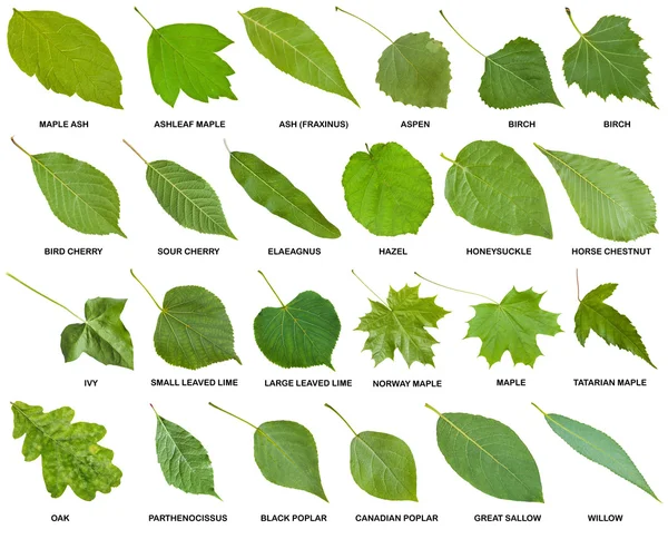 Yeşil yaprakları ağaçların isimleri ile topluluğu — Stok fotoğraf