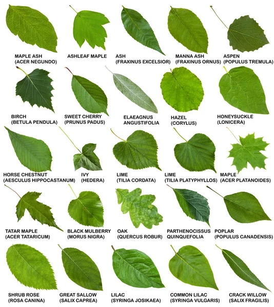 Зеленые листья деревьев и кустарников с именами — стоковое фото