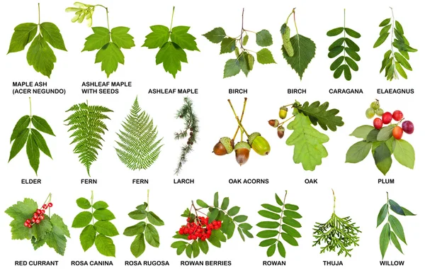Collection of natural fresh twigs with leaves — Stock Image Collection of natural fresh twigs with leaves Stock Photo