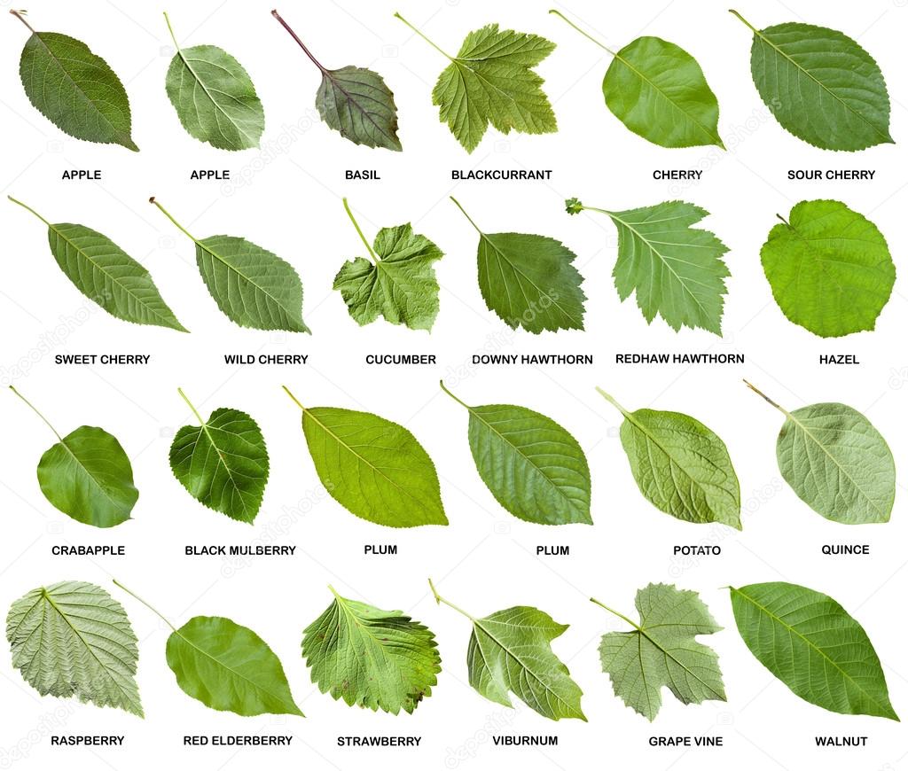 collage from green leaves of trees with names