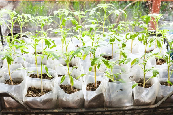 Plastik kutular içinde domates bitki yeşil sürgünler — Stok fotoğraf