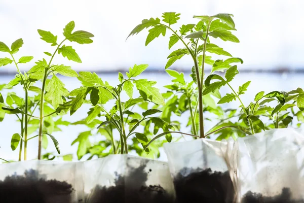 Plántulas de planta de tomate en recipientes de plástico — Foto de Stock