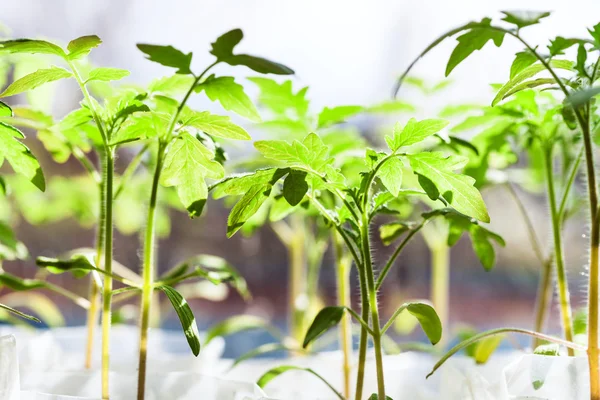 Plántulas de planta de tomate en invernadero — Foto de Stock