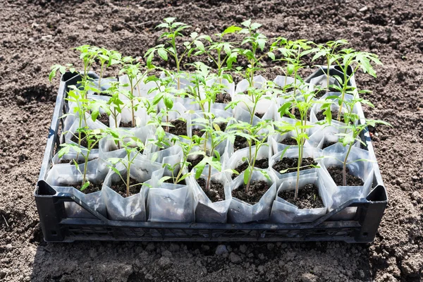 Box with young green sprouts of tomato plant — Stock Photo, Image