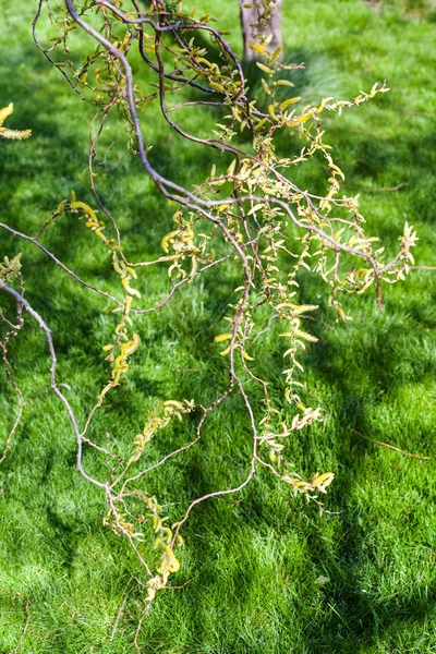 ヤナギの木と緑の草の尾状花序を開花 — ストック写真